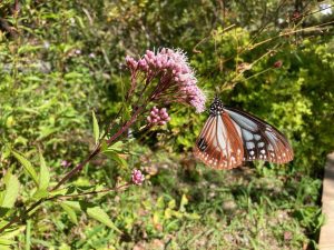 ブログ|みなみ在宅クリニック ブログ|みなみ在宅クリニック