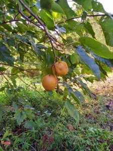 ブログ｜みなみ在宅クリニック