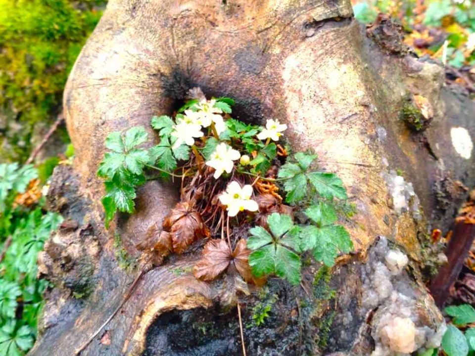 ブログ｜みなみ在宅クリニック